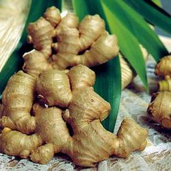 Manufacturers Exporters and Wholesale Suppliers of Fresh Ginger Coimbatore Tamil Nadu